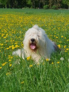 Tao (Bobtail)